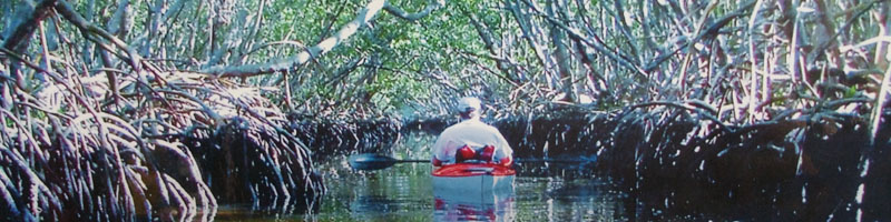 Explore the Mangroves with a Kayak rental